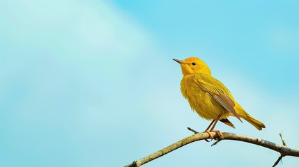 bird yellow warbler