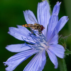 Sphaerophoria scripta , bzyg długi. © Andrzej