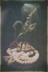 Kwiaty polne, bukiet kwitów polnych © Andrzej