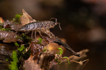 Prosionek szorstki (Porcellio scaber)