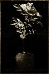 Kwiaty polne, bukiet kwitów polnych © Andrzej