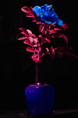 Kwiaty polne, bukiet kwitów polnych © Andrzej