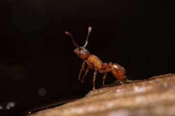 Podziemnica zwyczajna (Lasius flavus)
