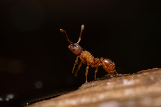 Podziemnica zwyczajna (Lasius flavus)