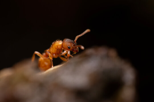 Podziemnica zwyczajna (Lasius flavus)
