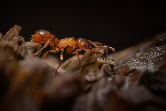 Podziemnica zwyczajna (Lasius flavus)