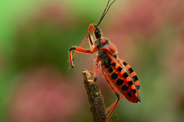 Srogoń baldaszkowiec – srogi, barwny łowca