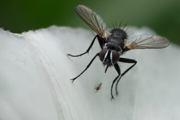 Oczy muchy, mucha, muchówki