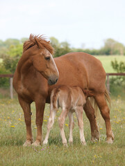 Suffolk Mare and Foal