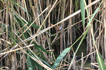 Bearded tit birds in the tall grass
