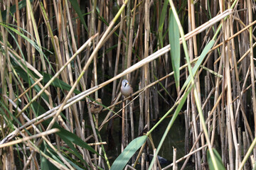 Bearded tit birds in the tall grass