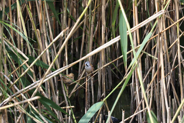 Bearded tit birds in the tall grass