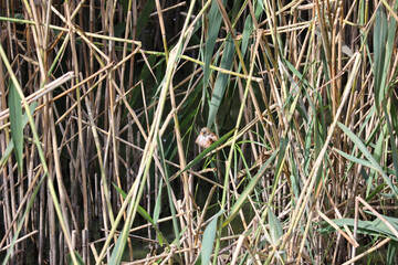 Bearded tit birds in the tall grass