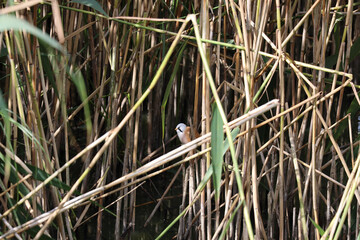 Bearded tit birds in the tall grass