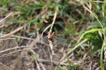 Red dragonfly on the straw
