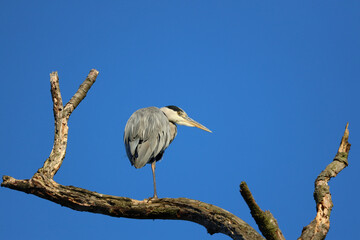 Grey Heron is sitting on the branch