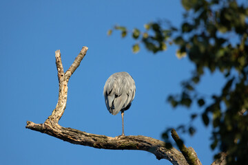 Grey Heron is sitting on the branch
