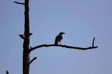 Mysterious crow on the naked branch when sunset