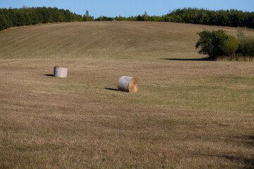 Hay bales of straw as a round roll