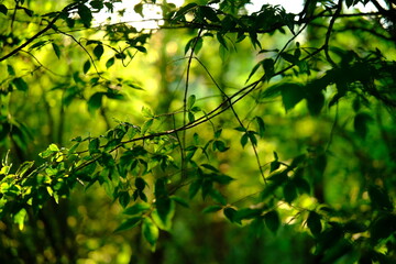 cinematic, beautiful view of the forest in the sunset rays. rich green color. summer in the forest, nature.