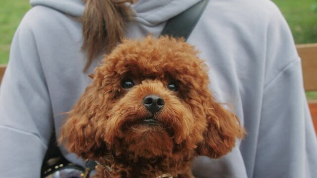 A brown poodle with fluffy coat is being held outdoors, showcasing its adorable features