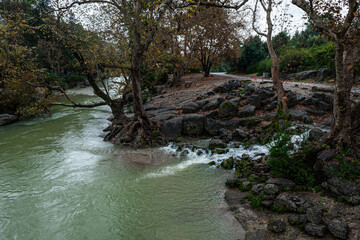 Obraz premium Turkey, Tazi