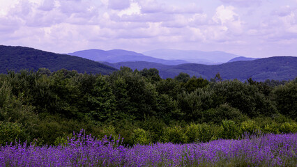 Lavender fields against the backdrop of mountains