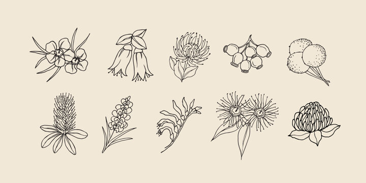 Line art Australian native flowers collection