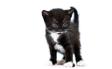 black kitten stands and looks at full length on a white background