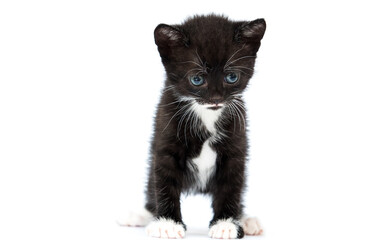 black kitten looks at full length on a white background