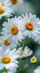 Obraz premium Close-up of blooming daisies in a garden, nature background. Floral and spring concept