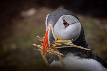 atlantic puffin 2