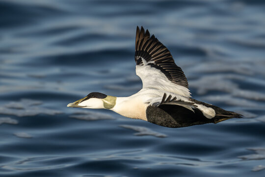 Eider in the water