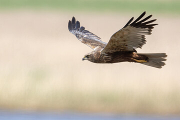 Western marsh harrier