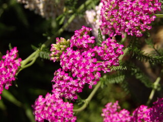 Zbliżenie na kwiat różowego krwawnika