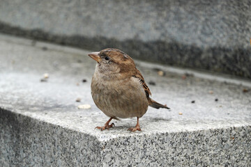 A sparrow in the city environment in spring season