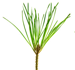 fir branche. Green branche on transparent, png. For decor and holiday frames and postcards, sites and banners