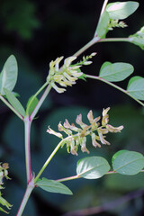 Astragalus (Astragalus glycyphyllos) grows in nature