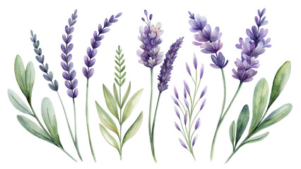 Naklejka premium Watercolor sets: flowers and sprigs of lavender. Ideal for decorating invitations and cards, creating prints on fabrics and wallpaper, designing stationery and much more.