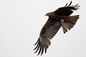 Black kite