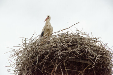A stork stands in its nest, Builds the nest.
