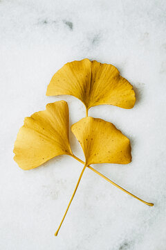 Three gingko leaves