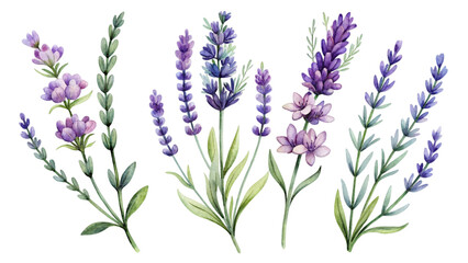 Watercolor illustration of flowers and twigs of lavender. Ideal for decorating invitations and cards, creating prints on fabrics and wallpaper, designing stationery and much more.