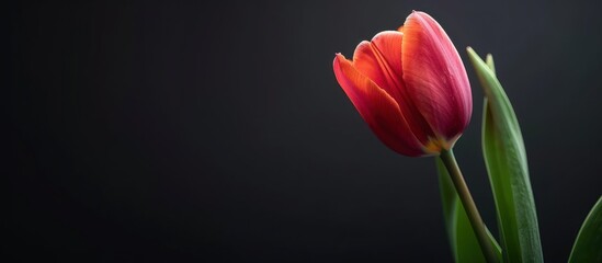 Naklejka premium Single Red Tulip on Dark Background. Minimalist Floral Photography