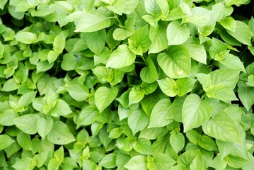 In selective focus a green plant growing in a garden for green natural background 