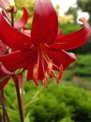 Zbliżenie na delikatne kwiaty lilii © Kumulugma