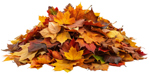 Autumn Leaf Pile Isolated on white Background