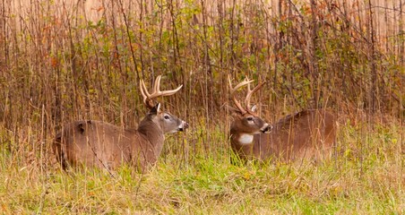 Two whitetail deer in a field in the Cades Cove region of the Gret Smokey Mounains National Park,...