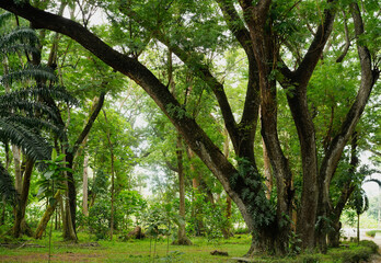 Big green tree in the park background mean of clean and polluted. Arbor day, concept of plant respiration. Deforestation. World environment day.