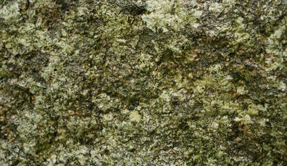 Grunge green gray rock abstract background. Algae, lichen and moss on stone texture in natural forest on raining time. beautiful patterns, space for work, seamless wallpaper close up.